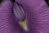 <i>Centrosema brasilianum </i>- foufoune
Malgré son architecture épurée et sobre, cette fleur des milieux ensoleillés porte l’un des noms les plus polissons de la flore guyanaise tant le rapprochement est immédiat et inévitable. 