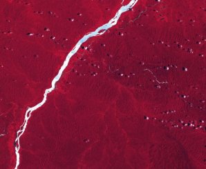 Le Bas-Maroni. Cette image SPOT du fleuve Maroni met en valeur le spectre infra-rouge émis par la forêt