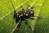 Longicorne* ( Cerambycidae )