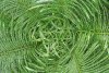 Cycas : Entrelacement des feuilles au cœur d’un Cycas (Plante primitive)
