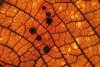 Organique : Alvéoles et réseau de nervures sur une feuille de <i>Sterculia sp. </i>(Kobé) en contre-jour. Des champignons à capsule déhiscente ont trouvé là des conditions favorables à leur développement.
