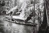 A l'embouchure de l'Amazone, des enfants pagaient au milieu des palmiers açaí dont le fruit s'exporte jusqu'en Europe (Marajó, Brésil)