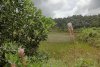 Acacia mangium sur un ancien flat* (Haut-Approuague).
L’Acacia mangium est une espèce d’arbre originaire de Papouasie-Nouvelle Guinée, qui a été très largement répandue sur l’ensemble de la zone inter-tropicale au cours des années 80 et 90. Son caractère pionnier, son adaptabilité aux conditions du sol et sa vitesse de croissance exceptionnelle en ont fait une des principales espèces plantées pour la production de bois de feu dans les pays en voie de développement. En Guyane, ses qualités ont été mises à profit avec succès pour des tests de reboisements de sites miniers. Mais des questions se posent vis-à-vis de cette espèce étrangère et potentiellement invasive : risque-t-elle d’envahir les savanes, et le bien ne peut-il pas devenir un mal ? 