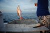 Ce “pargo”(vivaneau)  est pêché grâce à une longue ligne contenant près de 400 hameçons, avec des appâts de sardines. ( Los Roques - Venezuela 2010)