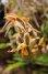 <i>Phragmipedium sp. (Orchidaceae)</i>