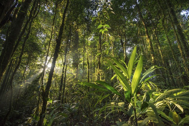 DOSSIER RECHAUFFEMENT CLIMATIQUE La canopée amazonienne DOSSIER CLIMAT est-elle encore un puits de carbone ? L’Amazonie est la plus grande forêt tropicale de la planète, elle héberge une grande biodiversité, et une diversité de cultures. L’Amazonie est aussi devenue récemment le sujet de débats passionnés concernant son futur. Soumis au réchauffement climatique, continuera-t-elle à jouer un rôle de puits de carbone, en fixant le CO2 atmosphérique ? De nombreux chercheurs, notamment au sein du Labex Ceba en Guyane, étudient les tendances actuelles et scénarios pour la forêt amazonienne Photo de G. Feuillet/PAG