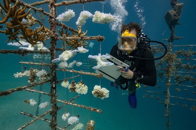 DOSSIER RECHAUFFEMENT CLIMATIQUE.Hausse de la température des océans et récifs coralliens ne font pas bon ménage. En effet, face à des augmentations de température trop importantes les coraux ont tendance à perdre leurs couleurs et blanchir et, si le phénomène perdure, ils peuvent même mourir. Même si certains montrent une capacité d’adaptation surprenante, la France, en tant que quatrième pays corallien au monde, a son rôle à jouer dans la protection de ce fragile écosystème.