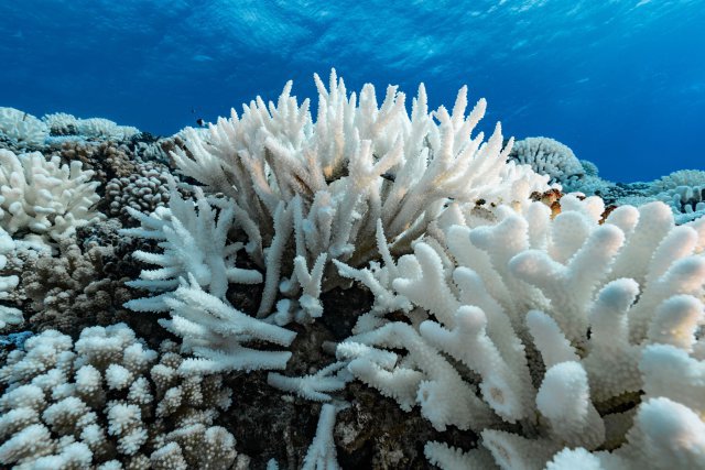 Les coraux Pocillopara et Acropora en phase de blanchissement. Ces coraux soumis à un stress thermique expulsent l'algue symbiotique qui leur donne leur énergie, nourriture et couleurs. Alors seul le squelette blanc reste apparent. Si la période de stress thermique est trop longue, le corail n'aura pas la capacité de récupérer et mourra. A l'inverse si la période ne dure pas, il retrouvera ses algues symbiotiques et reprendra ses couleurs d'origine. Un Acropra au milieu de l'image reste apparemment non impacté par le blanchissement.