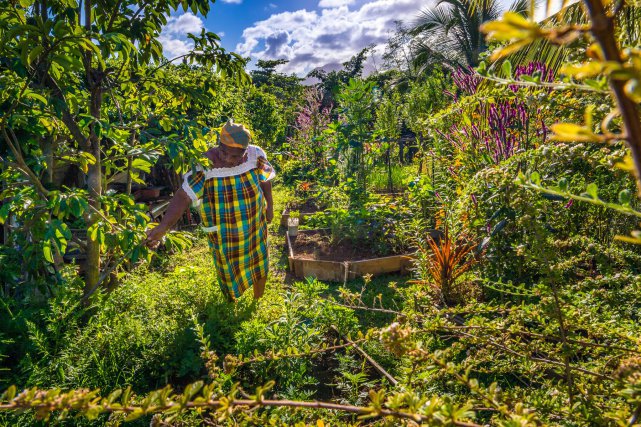 Germaine dans son jardin créole familial. Une partie sert à la préparation des plats et cassaves pour les clients de la Maniocrie