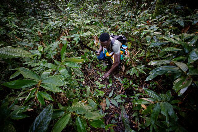 Dans son village de La Forestière à Apatou, Roméo est souvent consulté pour préparer des remèdes à base des plantes qu’il prélève lui-même dans la forêt. Pour les Ndjuka, les plantes cueillies dans leur milieu naturel sont habitées par une force thérapeutique appelée kaakiti.