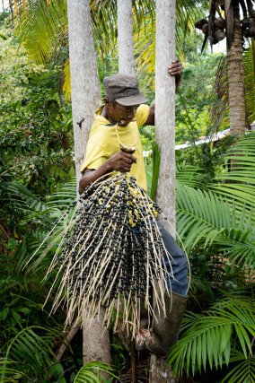 Kofi récolte les graines de wassaï sur sa parcelle le long de la Nationale 1 à Mana. Le wassaï (Euterpe oleracea) est aujourd’hui au centre d’un grand projet de valorisation industrielle, s’appuyant sur un réseau de producteurs-cueilleurs.