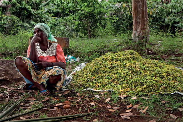 Cueilleuse de fleurs d'Ylang-Ylang dans une plantation de Combani - 
