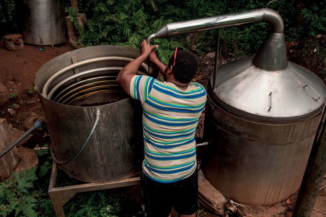 Plantation d'Ylan-Ylang à Combani à Mayotte / fermeture de l'alambic pour démarrer la distillation