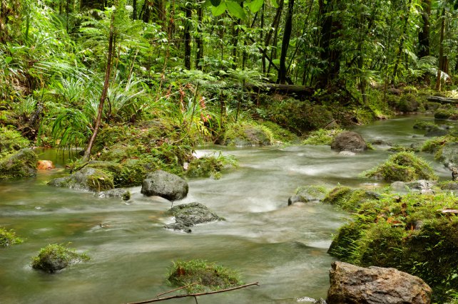 Rivière en cœur de Parc national où la flore et la faune sont préservées