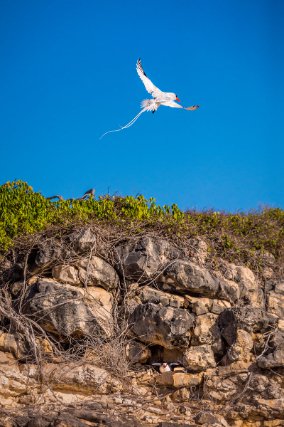 Couple de pailles-en-queue ou Phaetons à bec rouge, au nid dans les falaises de l’îlet Tintamarre.
