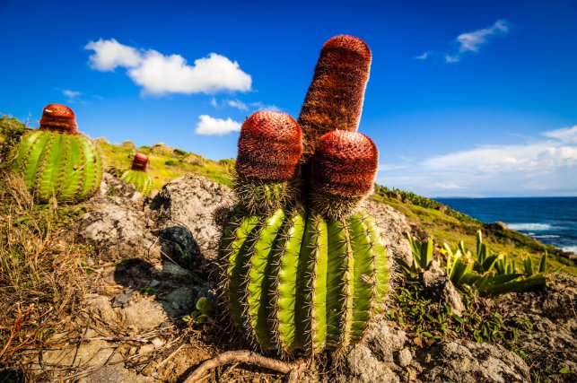  Cactus Tèt a l’Anglé (Melocactus intortus) endémique des Petites Antilles, en danger d’extinction.

