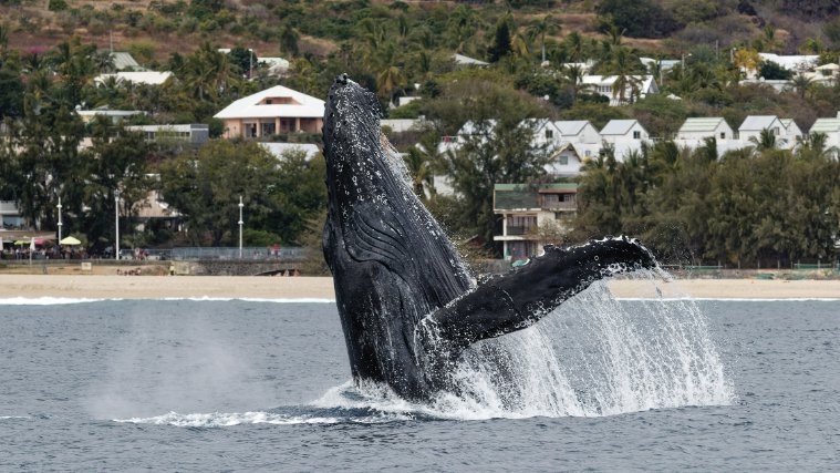 Baleines à bosse à la Réunion août 2022 