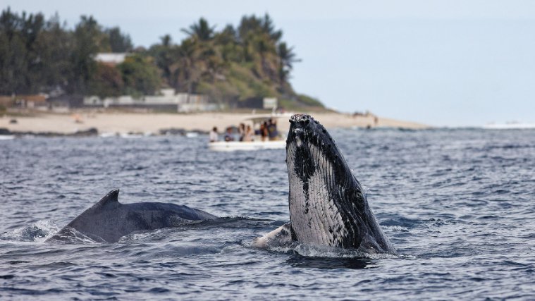 Baleines à bosse à la Réunion août 2022 