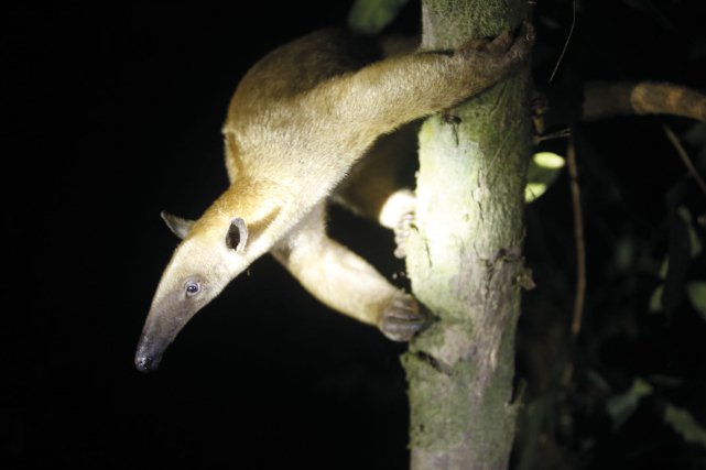 Fourmilier tamandua 
(Tamandua tetradactyla)