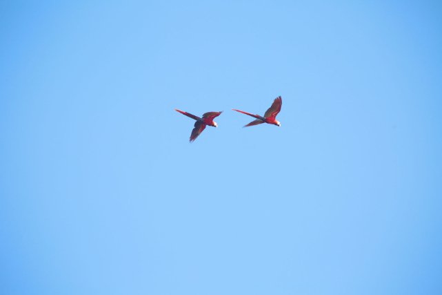 Couple d’aras rouge (Ara macao)