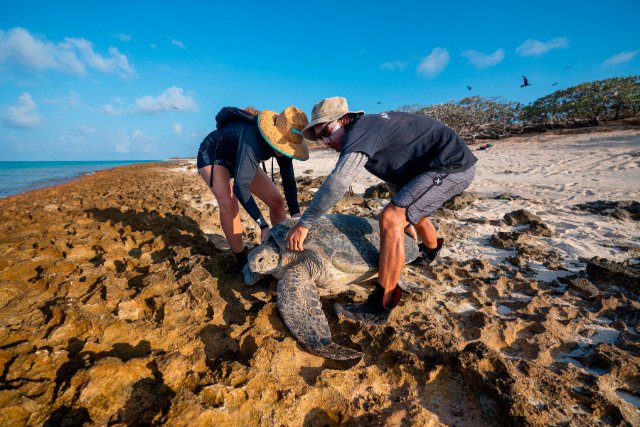 Observation de traces de tortues par les agents du Parc naturel de la mer de Corail sur l’ilot Huon, à Entrecasteaux.