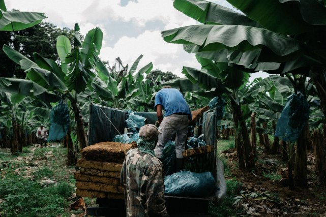 Un ouvrier agricole travaille dans une plantation de bananes.