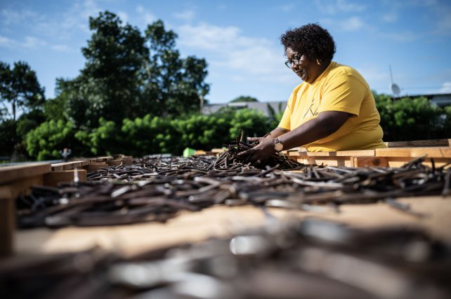Fabiola Chrysot, technicienne agricole spécialisée à ProVanille, la coopérative historique de l'île de la Réunion qui réunit plus d'une centaine de producteurs, mélange les gousses de vanille en cours de séchage sur leurs claies. 