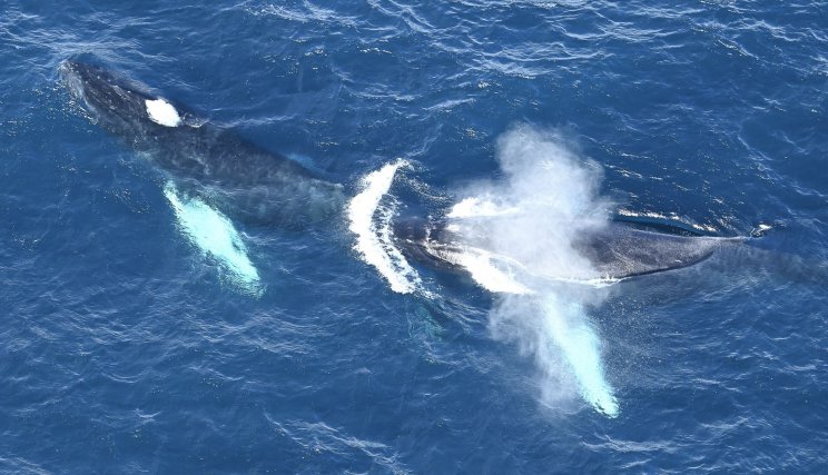 Deux baleines à bosse observées par l'hélicoptère de la Douane au Nord est de la Martinique.
