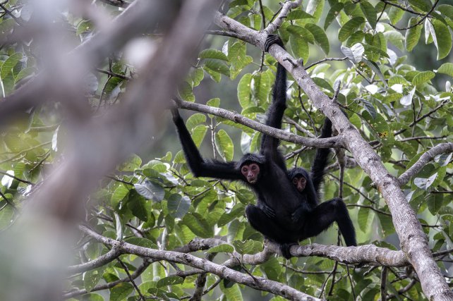 Un kwata et son jeune dans la réserve naturelle des Nouragues (singe atèle) . .