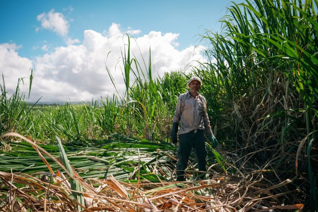 Peu d agriculteurs récoltent encore la canne a mains nues a La Réunion, mais cela se fait toujours. Fin de la saison de la récolte de la canne a sucre dans le sud de l ile. 