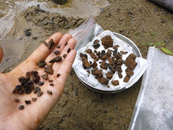 Gros charbons trouvés sur l’un des sites étudiés aux Nouragues.