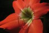 <i>Hippeastrum puniceum</i> - Amaryllis
Ces remarquables fleurs rouge-orangé sont parmi les plus grandes des fleurs de savane. Disposées çà et là en petits massifs, elles égayent de leur couleur vive des étendues parfois monotones.
