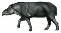 Le Maïpouri / Tapir <i>tapirus terrestris<i/>
Le tapir ou maïpouri (Tapirus terrestris) est le plus gros mammifère terrestre d’Amérique du Sud et l’un des plus primitifs du globe. Il peut mesurer jusqu’à deux mètres de long pour une hauteur au garrot d’un mètre vingt, et un poids allant jusqu’à 200 kg ! Sa durée de vie est d’environ une trentaine d’années. Cet ongulé de la famille des tapiridés est très proche de la famille des chevaux et des rhinocéros. Cette famille compte 2 autres espèces en Amérique du Sud : le tapir des Andes <i>(Tapirus Pinchaque)<i/>,  et le tapir de Blaird  <i>(Tapirus Blairdi)<i/>. Le tapir à Chabraque <i>(Tapirus Indicus)<i/>, de couleur noire et blanche, vit en Asie. 
Principalement nocturne, cet herbivore vit exclusivement en forêt à proximité des criques et est herbivore : sa courte trompe lui sert à attraper sa nourriture. Il possède une ouïe et un odorat excellents, mais une vue peu développée. Relativement solitaires, les individus communiquent entre eux par des sifflements aigus caractéristiques. 
La femelle tapir ne met au monde qu’un seul petit tous les deux ans. Après une période de gestation particulièrement longue (13 mois), la femelle met au monde un petit rayé et tacheté de blanc les premiers mois. Sa mère l’allaite 12 mois environ, puis elle le gardera à ses côtés encore plusieurs années. Il n’atteindra sa maturité sexuelle que vers l’âge de 4 ans environ.