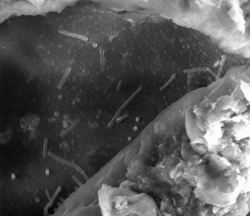 Bactéries (forme de bâtonnets) « engluées » dans la boue de mangrove Port du Larivot - électrode en acier inoxydable - Guyane. Grossissement x 5000. ©L3MA