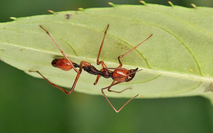Araignée du genre Myrmecium (Corinnidae) qui rappelle la morphologie de certaines fourmis arboricoles du genre Dolichoderus (Dolichoderinae).
