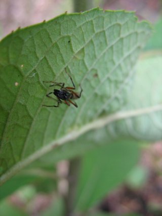 L’araignée Synemosyna (Salticidae) peut rappeler la fourmi Ponerinae du genre Neoponera (anciennement Pachycondyla) notamment Neoponera villosa ou autres espèces proches. 
