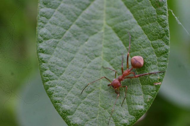 Araignée du genre Myrmecium (Corinnidae) qui rappelle la morphologie de certaines fourmis arboricoles du genre Dolichoderus (Dolichoderinae). 
