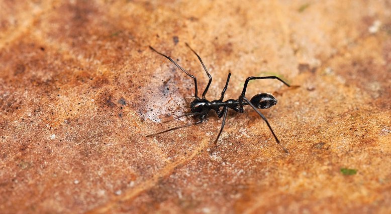 Araignée du genre Myrmecium (Corinnidae) qui rappelle morphologiquement le style élancé de certaines fourmis du genre Leptogenys (Ponerinae) 
