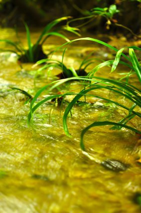 Les macrophytes ou plantes aquatiques, ici Thurniasphaerocephala sur la crique Nouvelle France à Saül, sont des habitats très biogènes pour les invertébrés aquatiques.
