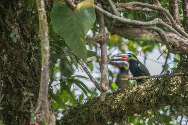 Deux Toucanets koulik se nourrissent de fruits. En Guyane, les toucans sont bien connus pour leurs déplacements saisonniers, sans doute liés à l'abondance de leur nourriture.
