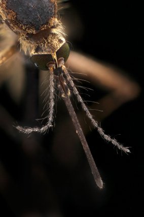 Moustique <i>Aedes albopictus</i>