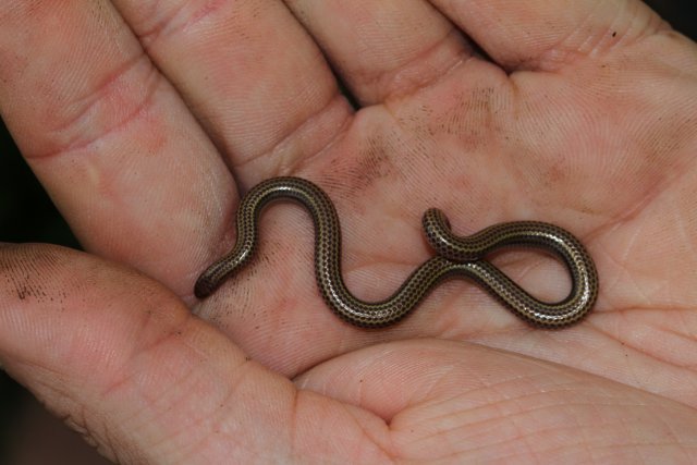 Les sténostomes sont les plus petits serpents du monde. Des études génétiques ont montré que plusieurs espèces cohabitaient en Martinique. Ces nouvelles espèces seront décrites en 2016. Photo M. Dewynter