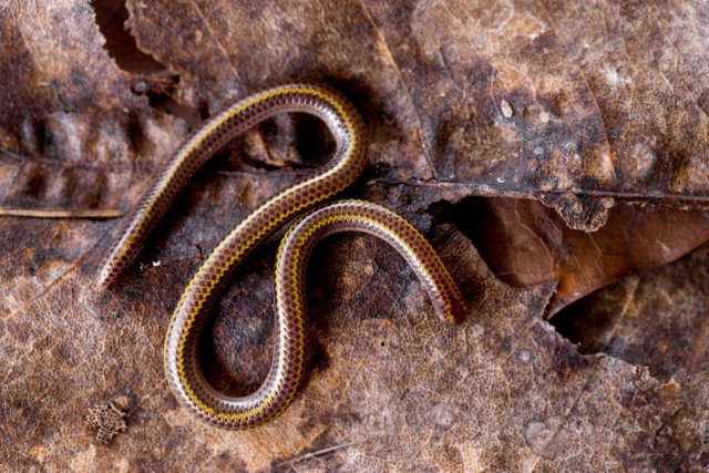 Les sténostomes sont les plus petits serpents du monde. Des études génétiques ont montré que plusieurs espèces 