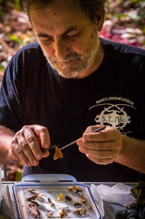 Serge Fernandez, entomologiste de la SEAG, prépare les spécimens
récoltés pour l’identification et description.