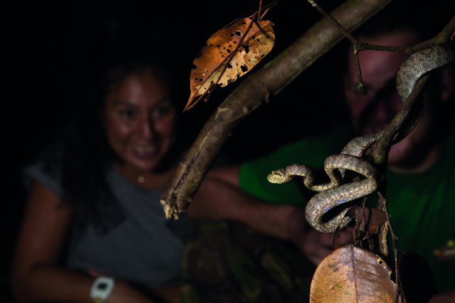 ◄L’association jungle by night propose une randonnée de nuit sur le sentier daouda à la découverte de la faune, ici un Boa d’Amazonie (Corallus hortulanus).
