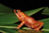Atelope jaunâtre, <i>Atelopus flavescens</i>, une des rares populations de cette espèce en Guyane est facilement observable dans la réserve naturelle du Mont Grand Matoury.
