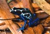 <i>Dendrobates tinctorius</i>, la réserve naturelle du Mont Grand Matoury abrite une forme particulière dans sa coloration de cette grenouille spectaculaire. 
