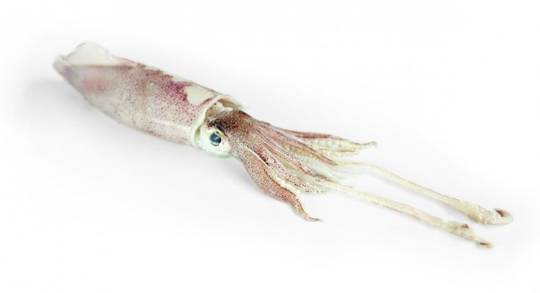 Calamar (Loligo spp.), mollusque de mer. 
