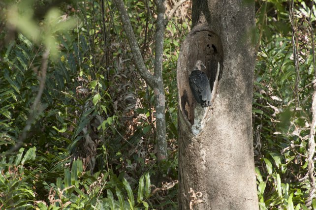 Un adulte vient de se poser à l'entrée de son nid. Méfiant, il surveille les alentours avant de descendre au fond du trou nourrir le poussin.
