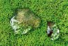 Univers de clim’ : Micro-écosystème formé sur un milieu humide, à partir du goutte à goutte d’une climatisation. Les deux gouttes, posées sur un tapis de mousses, enferment des bulles d’oxygène produites par cette forêt miniature.